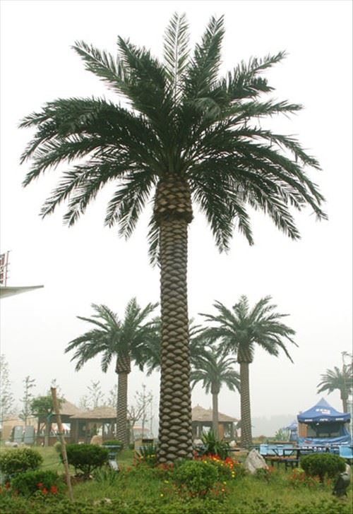 از کجا از درخت جوانب جعلی استفاده کنیم