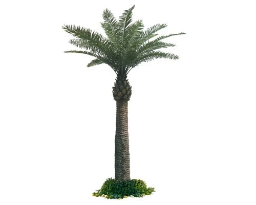 درخت خرما چیه